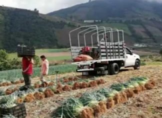 Afecta a productores agrícolas las fallas del combustible para distribuir sus cosechas