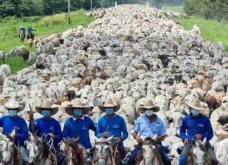 Arreo de mautes en Mantecal