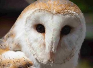 Lechuza baila en iglesia