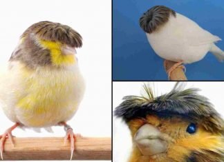 Canarios con flequillo muy particular