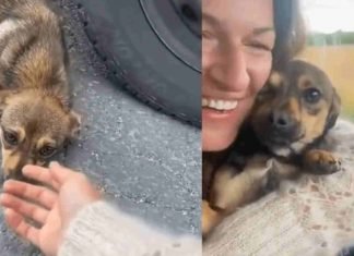 La linda adopción de un perro callejero