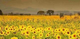 Campos de Girasoles en Turén