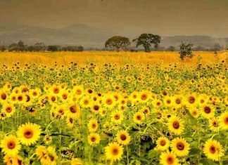 Campos de Girasoles en Turén