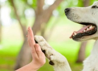 La Colita Feliz happytails