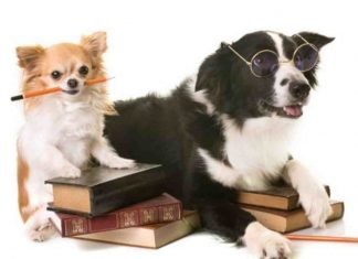 ¿Qué tan inteligente es tu perro?