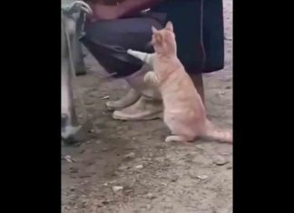 Un gatico muy particular