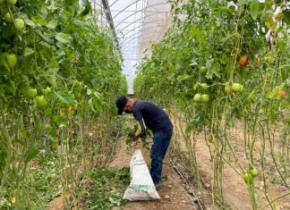 Reactivan producción de alimentos en 24 Casas de Cultivos en Quíbor