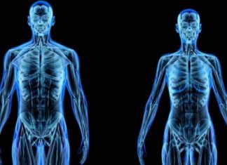 Cinco datos sobre el cuerpo humano