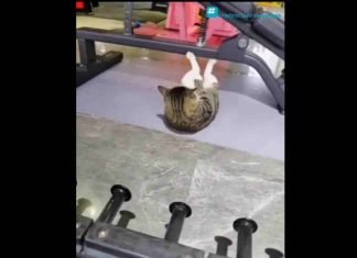 Un gatito fitness