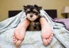 Pros y los contras de dormir con mascotas