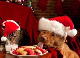 Riesgos que enfrentan las mascotas