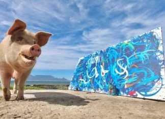 Cerda pintora vendió un cuadro por $27