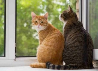 Cosas a las que los gatos les temen