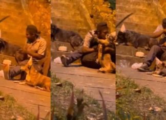 Hombre celebró cumpleaños a sus perros