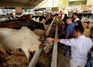 Anuncian regreso de las Ferias Ganaderas de Carora