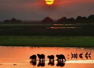 El atardecer llanero