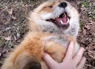 ¿Sabías que los zorros pueden reírse?