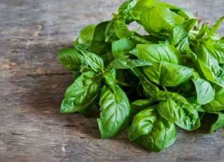 Beneficios de la albahaca