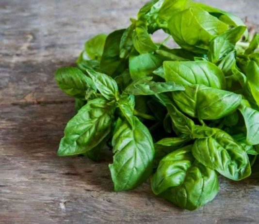 Beneficios de la albahaca