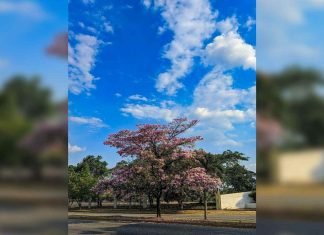 Apamate en Barquisimeto