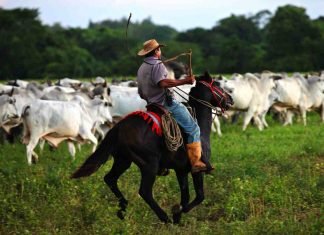 Canto de trabajo del llano