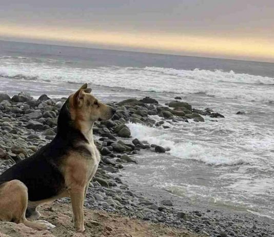 La tierna historia de Vaguito