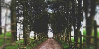 Camino entre árboles en Cubiro