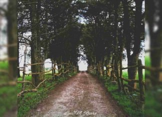 Camino entre árboles en Cubiro