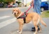Día Internacional del Perro Guía