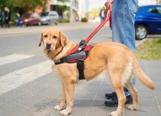 Día Internacional del Perro Guía