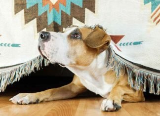 ¿Los animales pueden anticipar catástrofes?