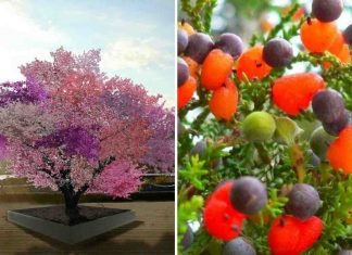 El increíble «árbol Frankenstein»