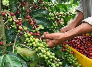 Impulsan financiamiento para el desarrollo del Circuito Comunal del Café en Lara