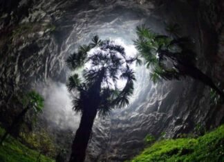 Misterioso bosque de árboles gigantes en China