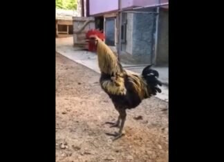 Una alarma efectiva (video)