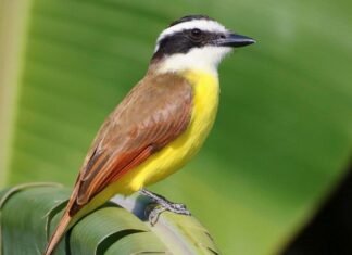 El canto del Cristofué