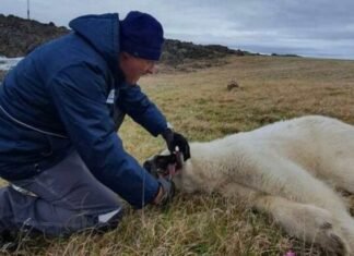 Oso polar busca ayuda humana