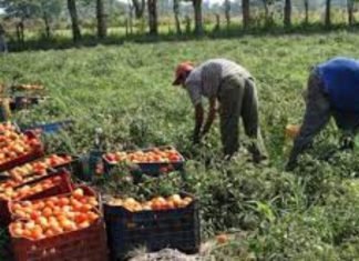 Ejecutan relanzamiento del Plan de Circuitos Económicos Comunales en Lara