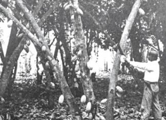 En la provincia de Barquisimeto se producía el mejor cacao de Venezuela