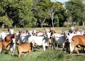 Presentan proyecto científico-tecnológico con aplicación a la producción de ganadería en Lara