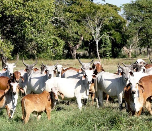 Presentan proyecto científico-tecnológico con aplicación a la producción de ganadería en Lara