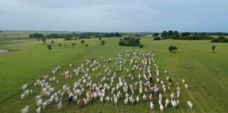 Hermosa postal del llano apureño