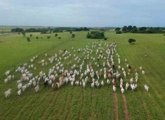 Hermosa postal del llano apureño