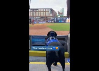 El perro recoge bates