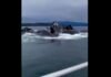 Ballenas sorprenden a una familia