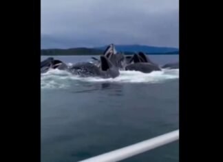 Ballenas sorprenden a una familia