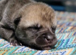 Científicos clonan un lobo salvaje ártico