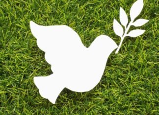 Día Internacional de la Paz