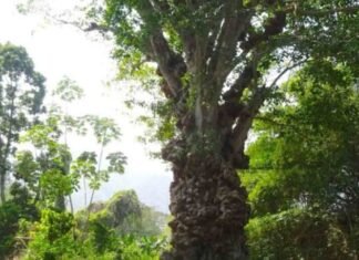 La leyenda del árbol de los muertos en Chuao