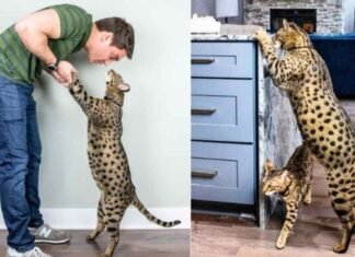 Fenrir: el gato más alto del mundo